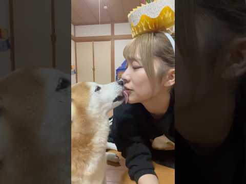 柴犬福 バースデー祝いにお礼をする賢い柴犬🤣Sister and Shiba🤣姉と柴 shorts funny fun… サムネイル