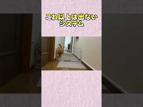 これ以上は出ないシステム 神戸 柴犬 shibainu shiba 癒し サムネイル