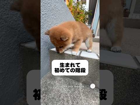 初めての階段でオロオロする子犬、この姿に癒される　子犬　柴犬　犬　かわいい かわいい犬 サムネイル