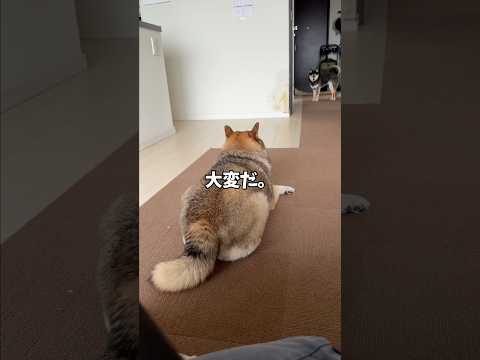 黒柴を警戒する胡麻柴の背後に迫りくるのは… サムネイル