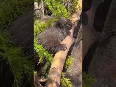 shorts かえでちゃんが 洞の中に入るまで☺️  カナダヤマアラシ　那須どうぶつ王国にて　2026年4月11日 サムネイル