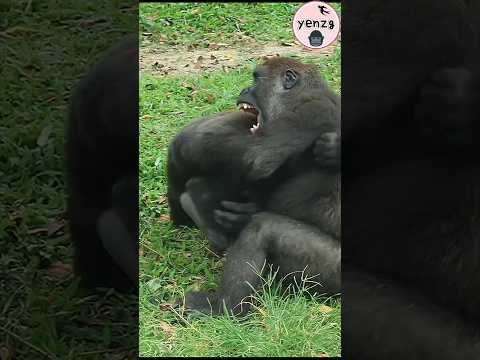 Ringo壓不住Jabali🤣 gorilla taipeizoo 金剛猩猩 台北市立動物園 funnyanimals… サムネイル