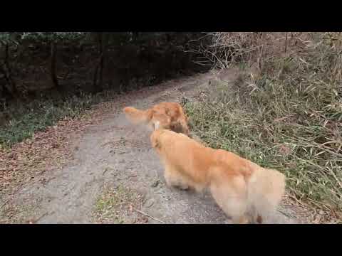 今日もトン君とイロハで里山散歩。(INTCH.JKC CH) FLY GOLDEN US AND THEM。(JKC… サムネイル