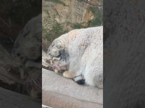 shorts お顔洗うナゴムくん　マヌルネコ　2026年1月2日 サムネイル