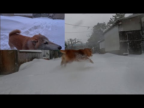 最強寒波とか関係無しに雪に飛び出して行くのが柴犬 サムネイル