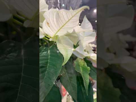 shorts Merry Xmas 稲毛駅にて　2025年12月25日 サムネイル