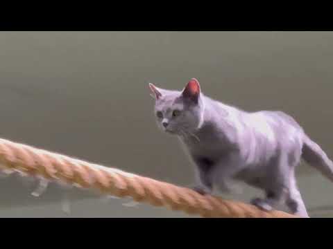 ワカバちゃん登場！なかなか見れない猫によるショー ザ・キャッツ(午後)那須どうぶつ王国にて　2026年4月11日 サムネイル