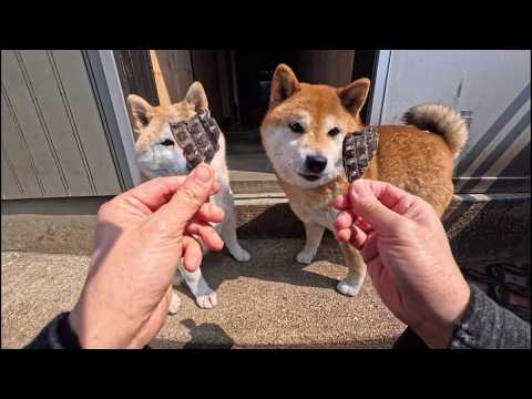 お嬢様方に馬ハツ食べて日向ぼっこ頑張ってくたまえと渡した結果 サムネイル