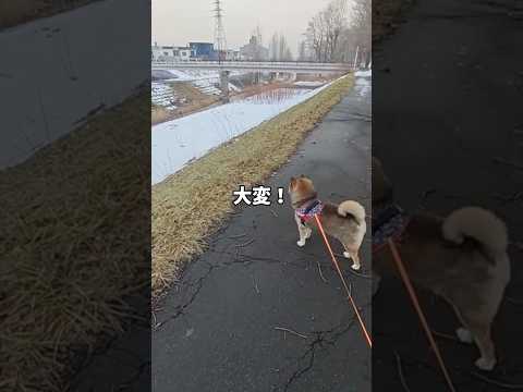 キツネ対カラスの戦いを見た🐕柴犬は・・・。 サムネイル