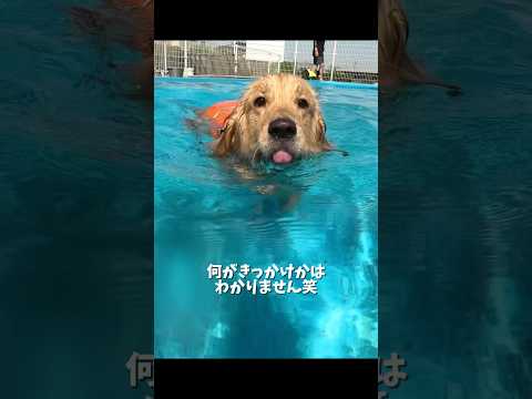 プールに投げ入れてたら急に自分から飛び込めるようになりました！！だんだん犬かきも上手になっていて、麹の成長に感動😭ゴー… サムネイル