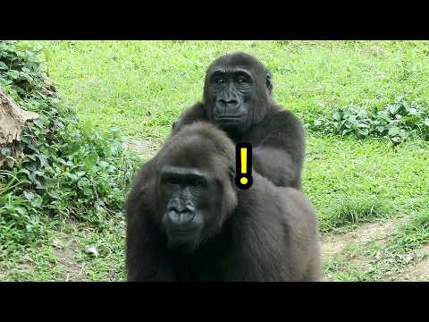 Gorilla Iriki got scared by visitors, D'jeeco, Jabali came… サムネイル