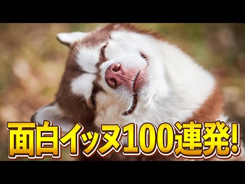【これが最高ハスキースマイル？！w】ツッコミどころ満載の大爆笑、面白犬動画100連発 サムネイル