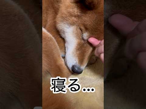 ’26.1.9 力丸の最近のパターン… 柴犬 shibainu 柴犬のいる暮らし 柴犬の日常 走る犬 眠い犬 力丸 サムネイル