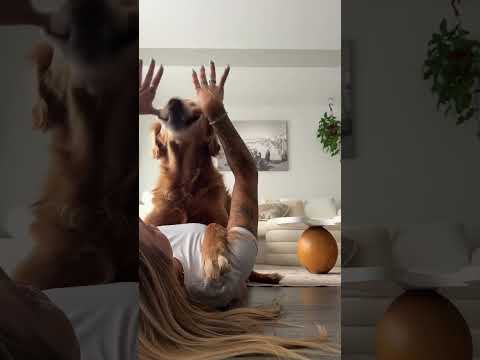 dog-tor coby to rescue🛟goldenpup puppy goldenpupppy dogbree… サムネイル