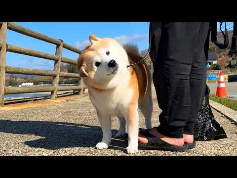 柴ドリル中も久々に帰って来たお姉ちゃんから絶対に目を離さない柴犬 サムネイル
