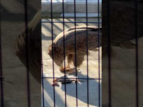 shorts 魚を丸呑みせず、可食部だけを上手くほぐして食べるオジロワシ　浜松市動物園にて　2026年2月15日 サムネイル