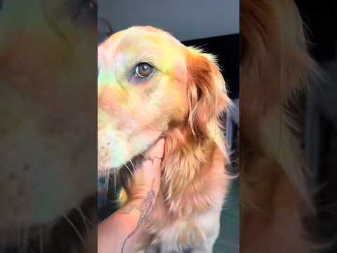 Golden retriver hug me india dog goldenretreiver dogbreed f… サムネイル