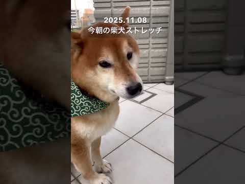 今朝の柴犬ストレッチdog doggie 柴犬 shibainu healing stretch yoga cuted… サムネイル