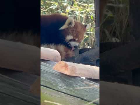 shorts お顔のマッサージが納得した様で☺️そのまま寝ちゃう円実ちゃん　レッサーパンダ　大森山動物園にて　2026… サムネイル