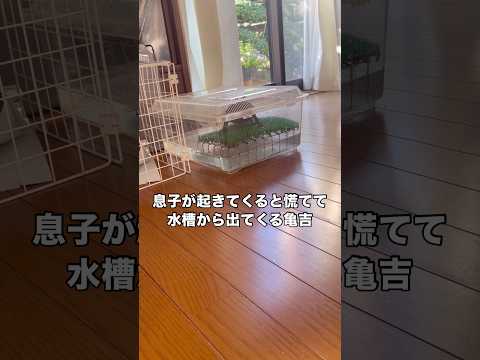 息子が起きてくると慌てて水槽から出てくる亀吉 亀 カメ 甲羅 shorts サムネイル