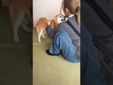 柴犬福 姉から逃走した柴犬🤣Sister and Shiba🤣姉と柴 shorts japanesedog 柴犬 sh… サムネイル