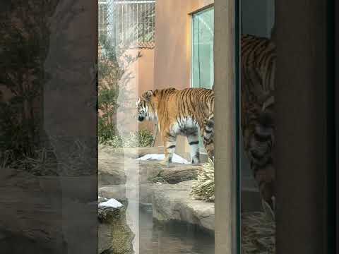 shorts トラトーク前の令くん　アムールトラ　那須どうぶつ王国にて　2026年1月11日 サムネイル