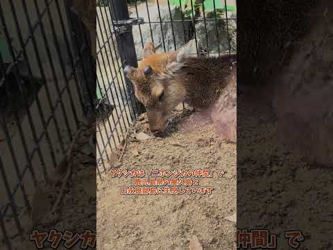 【のんほいパーク】郷土エリア🐒🦊🦌🐻🐦shorts
