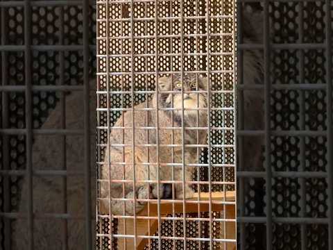 shorts マヌルネコのイーリスくん　王子動物園　2025年12月27日 サムネイル