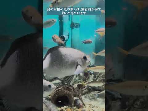 【魚津水族館】波の水槽🐟shorts サムネイル