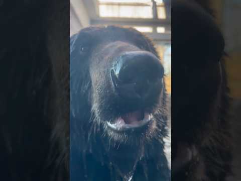 エゾヒグマのウメタロウと水遊びしたい方専用動画 東武動物公園 動物 癒し かわいい zoo animals 動物園 エ… サムネイル