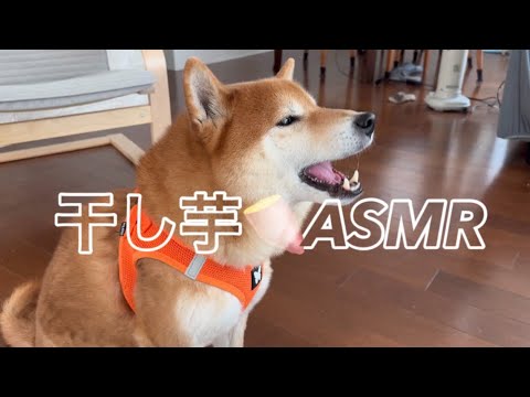 しかめっ面で大好きな干し芋を食べる柴犬🐶のASMR サムネイル