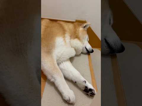 柴犬福 母がそっと見にいった時の柴犬🤣Why here🤣shorts funny funnydog dogshorts… サムネイル