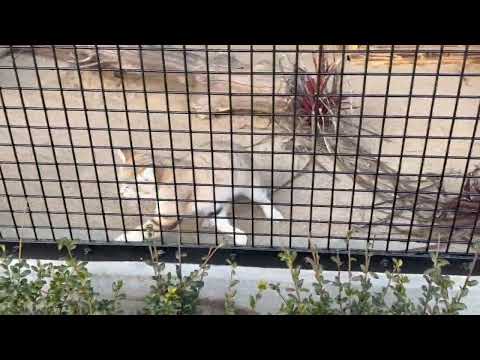 ジウちゃん　速い❣️ スナネコ　ごかつら池どうぶつパーク　2026年1月24日 サムネイル