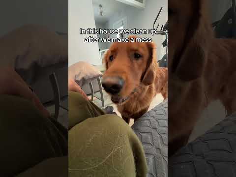 He agreed to this as long as I don’t bring the vacuum out 😂 サムネイル