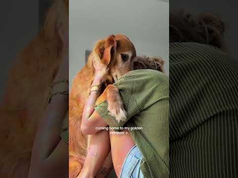 coming home to my golden retriever🥵 goldenretreiver dog ind… サムネイル