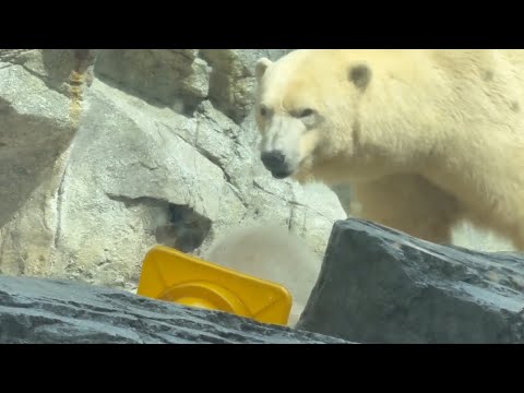 黄色大っきいコーンを被ってみたモモ太くん🤭　  ホッキョクグマ　秋田県男鹿水族館GAOにて2026年4月30日 サムネイル