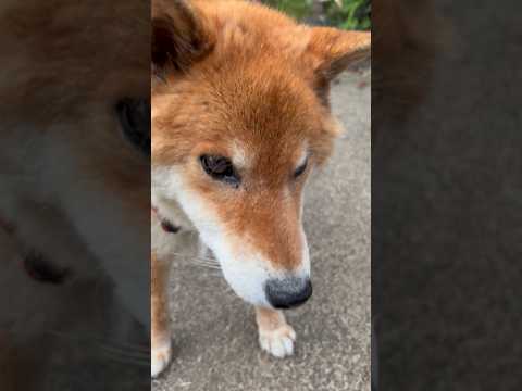 ’26.6.5 今日の力丸は、スポ丸？ 柴犬 shibainu 柴犬のいる暮らし 柴犬の日常 遊ぶ犬 力丸 サムネイル