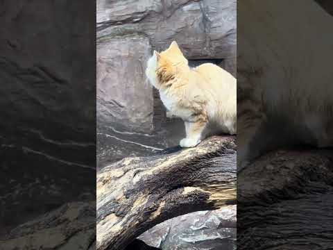 shorts アルドくん　スナネコ　那須どうぶつ王国　IMG 9954 サムネイル