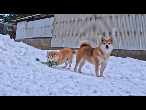 2026年2月14日(土) 冬に大人気のコットンおもちゃ サムネイル