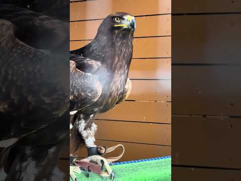 #shorts ソウゲンワシ　那須どうぶつ王国　IMG 1103 サムネイル