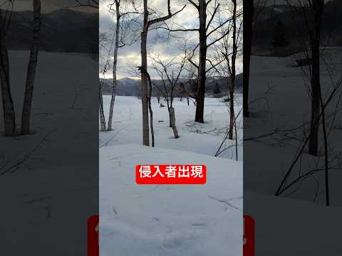 やめろって🙅‍♂️shorts goldenretreiver ゴールデンレトリバー グレートピレニーズ サムネイル