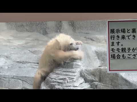 楽しくってモモ太くん　  ホッキョクグマの仔　秋田県男鹿水族館GAOにて2026年5月1日 サムネイル