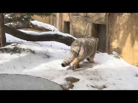 バックヤードにいるアブちゃん見えた？　マヌルネコのナゴム　那須どうぶつ王国にて　2026年1月30日 サムネイル