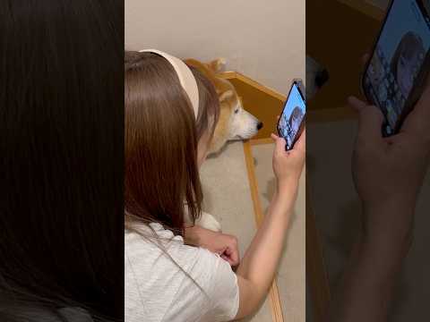 柴犬福 姉との撮影でため息つく柴犬🤣Sis and Shiba🤣姉と柴 shorts japanesedog 柴犬 s…