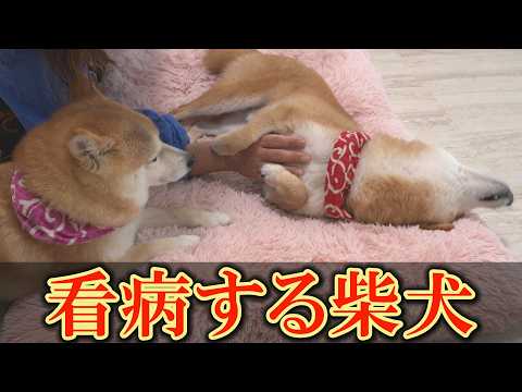 持病を持つ兄の異変に気づき、心配そうに寄り添う女子柴犬の行動に心を打たれました。 サムネイル