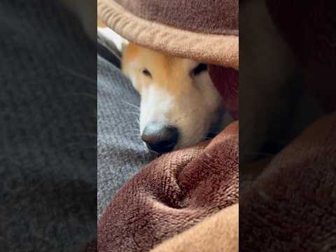 柴犬福 珍しく姉の足に顎を乗っけてくつろぐぷりち丸🤣Sis and Shiba🤣姉と柴 shorts funny fu… サムネイル