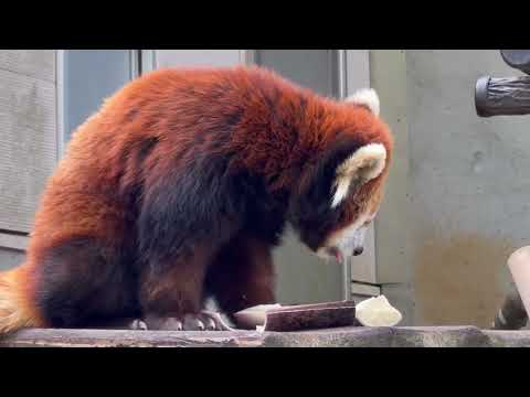 メイタちゃん 上手にタケノコ食べます♪ レッサーパンダ　千葉市動物公園にて　2026年4月19日 サムネイル