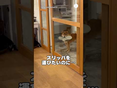 スリッパを運びたい柴犬　柴犬　犬　かわいい犬 犬のいる暮らし 面白い サムネイル