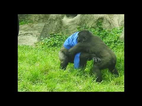 crash into.gorilla D'jeeco 27y7m old dad & son Jabali 5y7m…