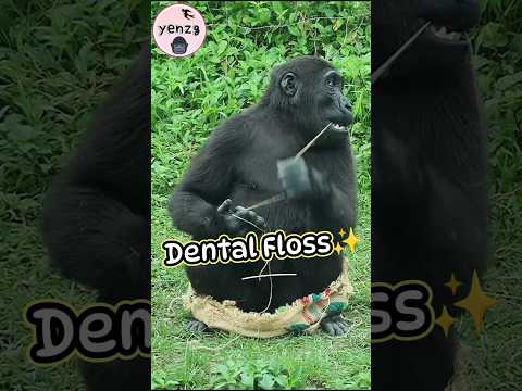 金剛猩猩到底有多聰明？看 Ringo 如何「一袋多用」🤣 smart gorilla taipeizoo 金剛猩猩 台… サムネイル